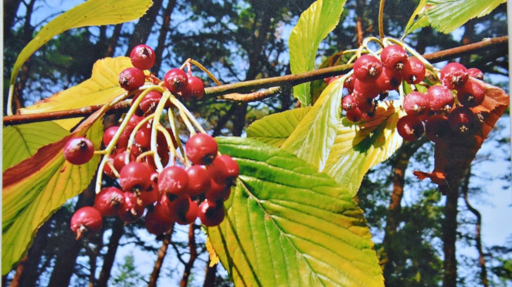 Aus den Früchten der Gewöhnlichen Mehlbeere lässt sich auch Obstbrand herstellen.