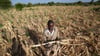 Ein Bauer steht im Südwesten Simbabwes in seinem ausgetrockneten Feld.