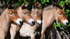 Die Przewalski-Pferde im Tierpark Berlin. Die Tiere sind nach ihrem Entdecker, dem russischen Forscher Nikolaj Przewalski, benannt.