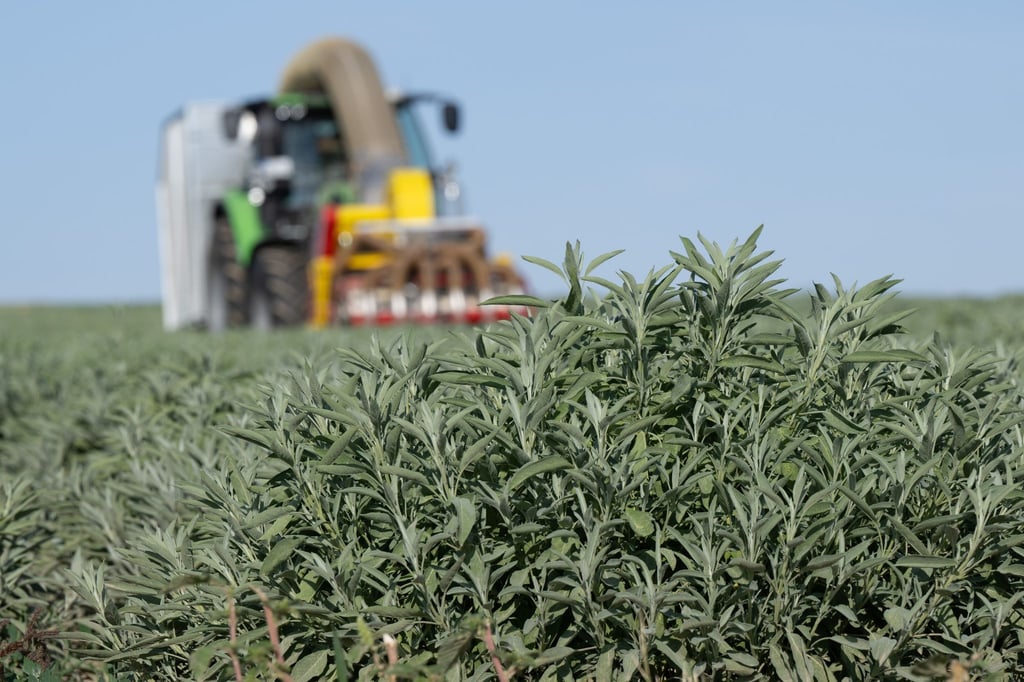 Naturheilmittelhersteller BombastusWerke wollen Standort in Freital