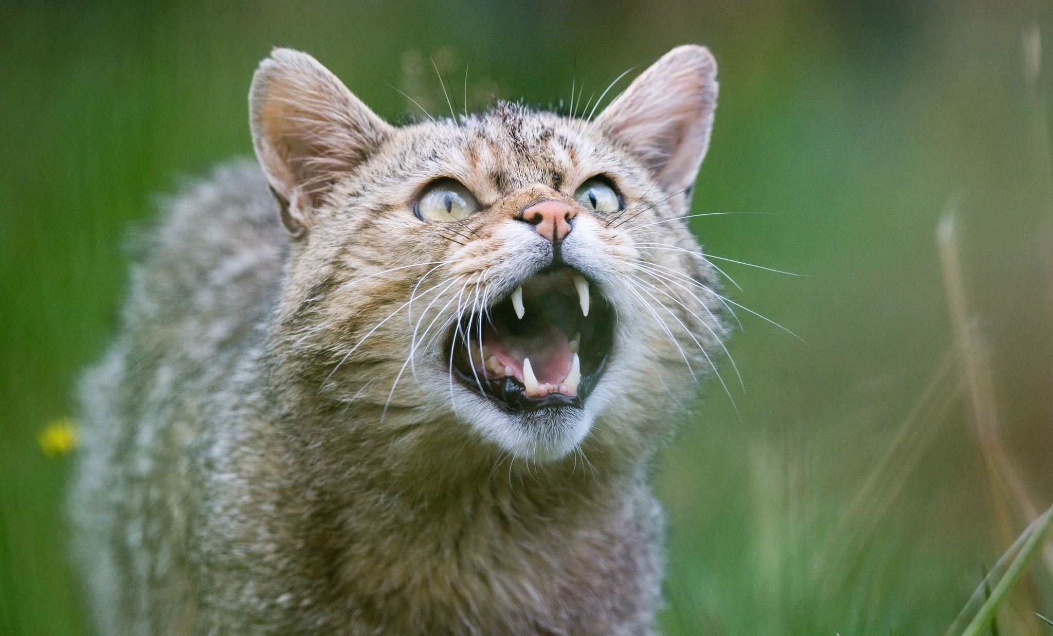 Tiere: Wildkatzen in Sachsen heimisch