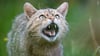 Eine Wildkatze zeigt ihre Zähne.