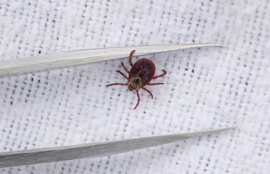 Eine Wiesenzecke, gefangen von Wissenschaftlerinnen der veterinärmedizinischen Fakultät der Universität Leipzig, neben einer Pinzette.
