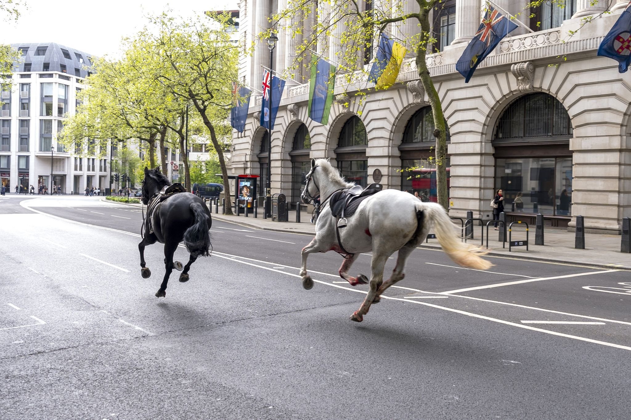 Tiere: Huf-Alarm in London: Pferde galoppieren durch City