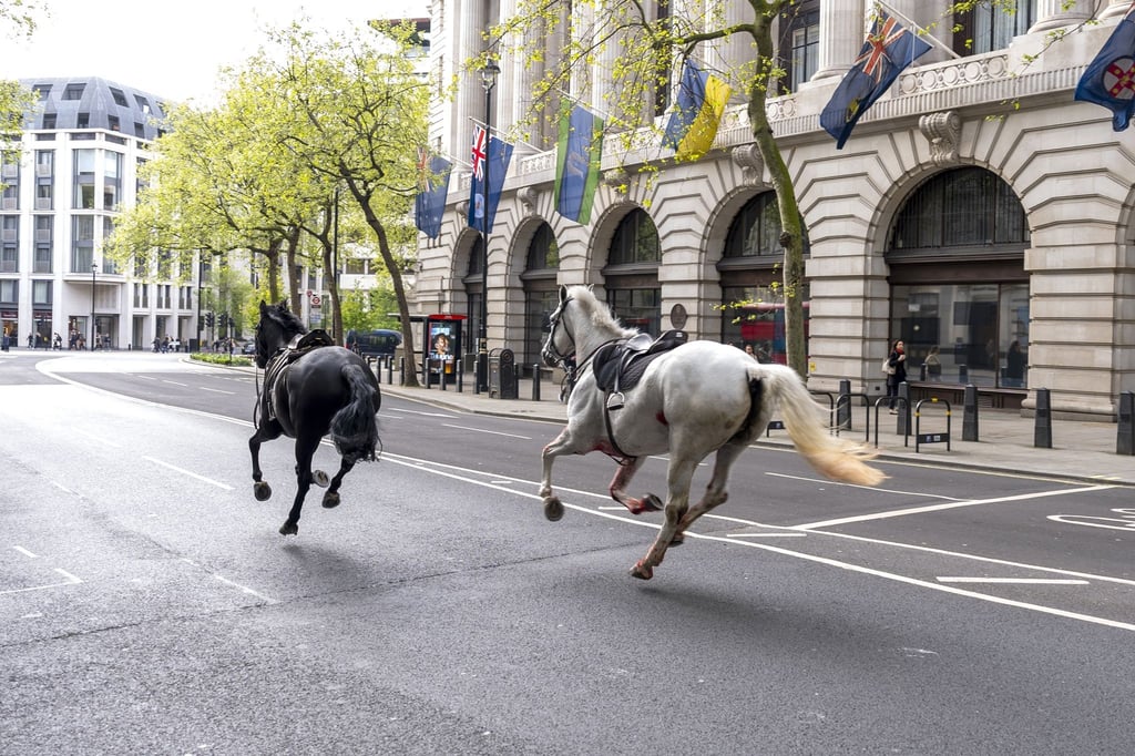 Die entlaufenen Pferde in London in der Nähe von Aldwych.