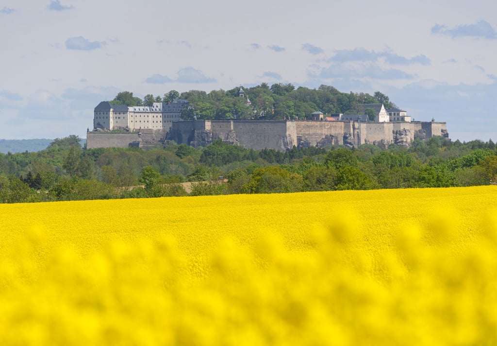 Blick über eine blühendes Rapsfeld auf die Festung Königstein in der Sächsischen Schweiz.