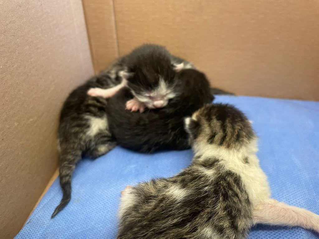 Diese Katzenbabys wurden auf der Hausmülldeponie in Schönebeck gefunden.