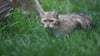 Eine Wildkatze sitzt im Gras eines Tiergeheges.