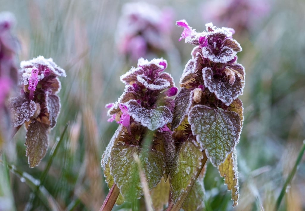 Auch im Frühling kann es noch Frost geben - das haben die vergangenen Tage eindrucksvoll gezeigt.
