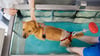 Es geht den Hunden wie den Menschen: Physiotherapie, hier im Wasser, hilft verletzten Tieren wieder auf die Beine.