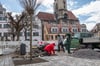 Eine Kugelrobinie wurde für den Marktplatz von Naumburg gespendet. Sie war der Auftakt für die Aktion 1.000 Bäume zur 1.000-Jahr-Feier in Naumburg.