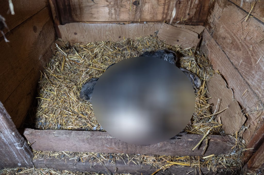 Die Initiative "Soko Tierschutz" hat grausame Zustände in einem Schlachtbetrieb in Wolferode öffentlich gemacht.