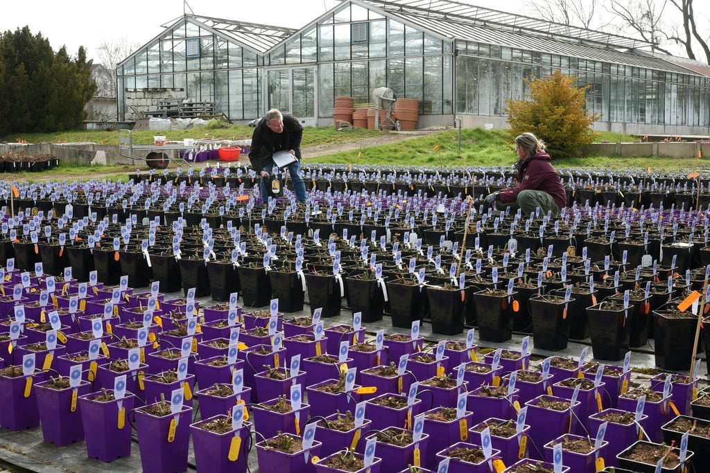 Im Europa-Rosarium kontrollieren der Leiter Thomas Hawel und die Gärtnerin für Zierpflanzenanbau, Luise Jurk (l-r), die für den Rosen-Souvenirverkauf in kleine Container gepflanzten Rosen.