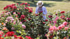 Das Europa-Rosarium in Sangerhausen hat nach eigenen Angaben die größte Rosensammlung der Welt. Am 1. Juni findet hier die 47. Ausgabe des Berg- und Rosenfests statt.