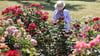 Das Europa-Rosarium in Sangerhausen hat nach eigenen Angaben die größte Rosensammlung der Welt.