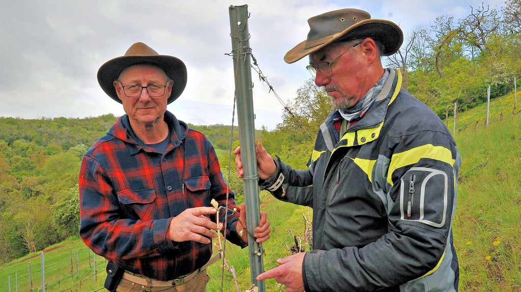 Hobbywinzer Carsten (l.) und Gerd Hornickel im Weinberg Silberthal. Auch hier hat der Frost Anfang der Woche 80 Prozent der Weinstämme geschädigt.