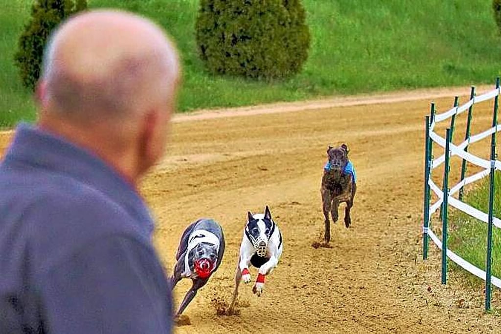 Die Hunde rennen bei Roitzsch wieder um die Wette.