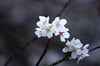 Symbolfoto - Viele befruchtete Blüten der Kirschbäume haben den Frost nicht überlebt.