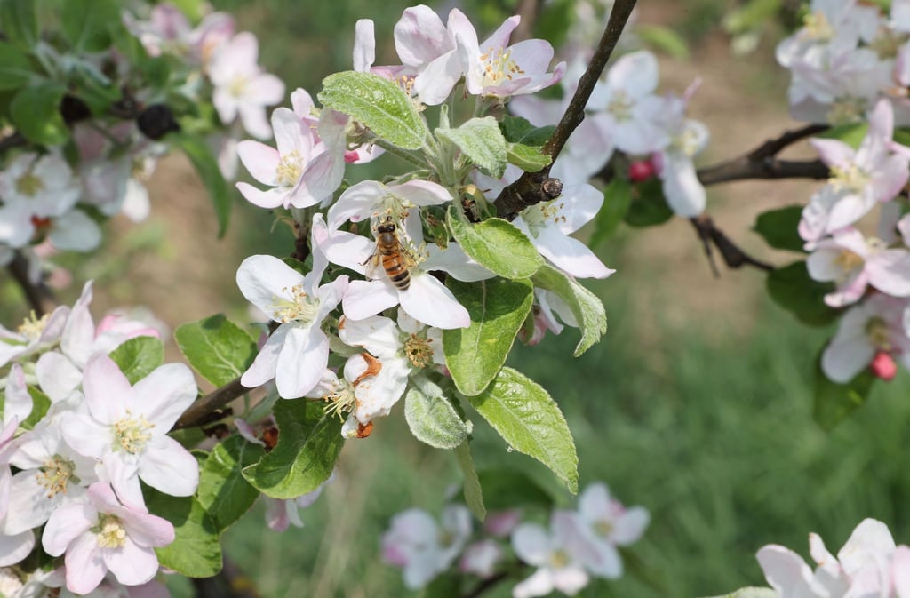 Eine Biene sitzt auf der Blüte eines Kirschbaumes.