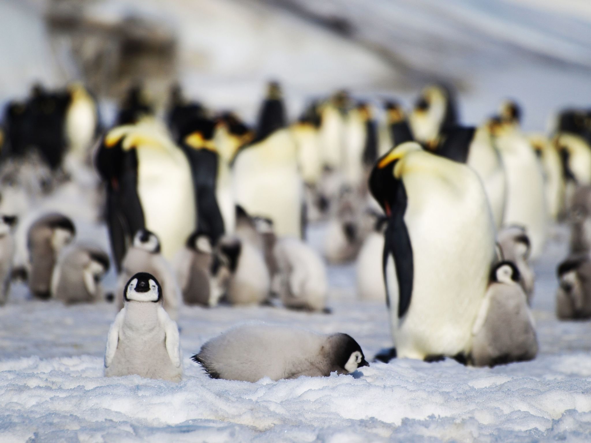 Tiere: Eisschwund bringt tausenden Kaiserpinguin-Küken den Tod