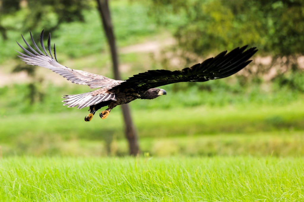 Ein junger Seeadler fliegt.