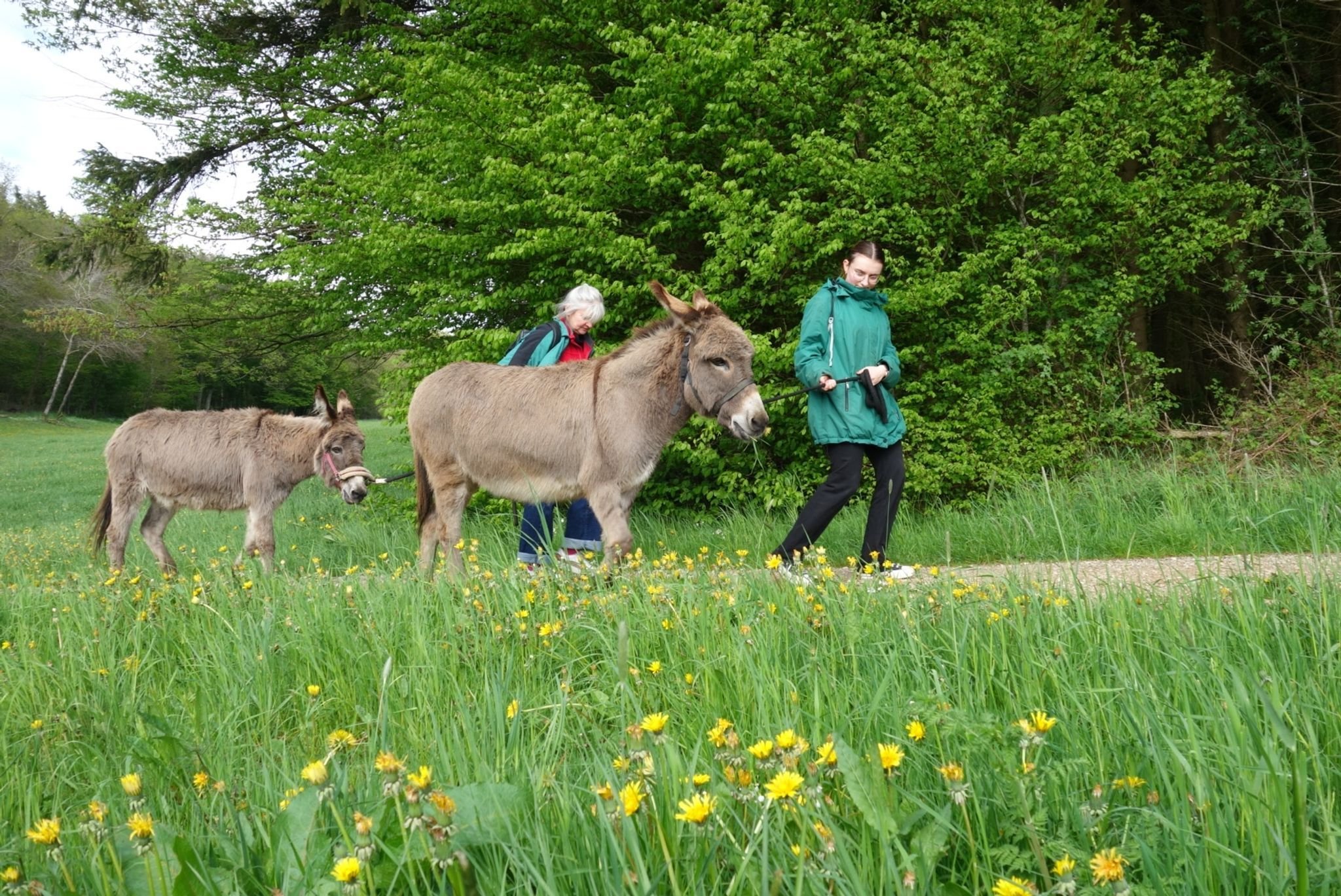 Outdoor mit Tier: Entschleunigung mit Geduldsprobe: Per Esel durch die Eifel