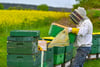 Zur Blütezeit werden an Feldrändern vielerorts Bienenkästen von Wanmderimkern aufgestellt.