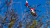 Ein Helikopter der DRF Luftrettung schwebt am Himmel über einem Waldstück.