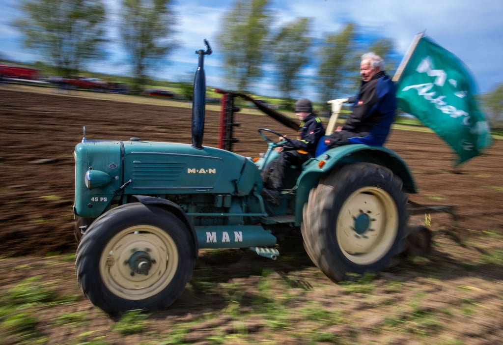 Ein Traktor der Marke MAN fährt beim Oldtimer-Traktorenpflügen über einen Acker der umgebrochen wird.