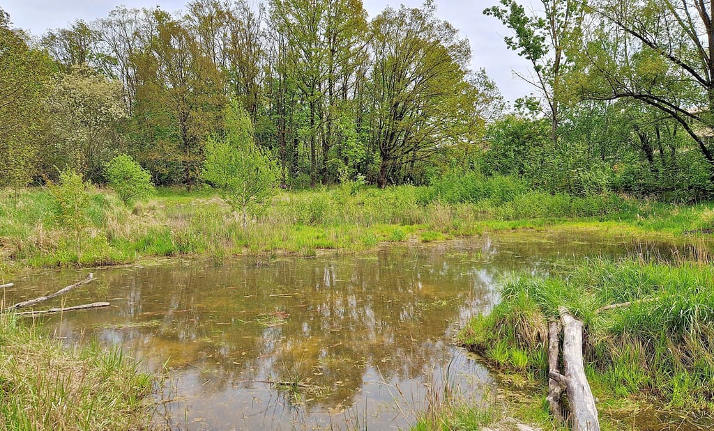 Der kleine Teich zwischen Heidehof und Harzclubstieg führt wieder Wasser.