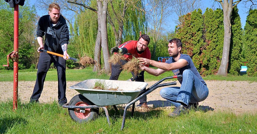 Die drei Magdeburger Volleyballer Erik Harnar, Fabian Dovgneao und Christian Dombrowsky (v.r.) rupfen das Unkraut aus dem Volleyballfeld.