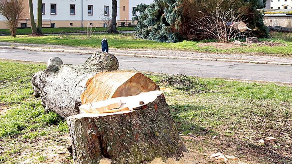 Auch diese großen Bäume wurden in der Ostsiedlung gefällt.