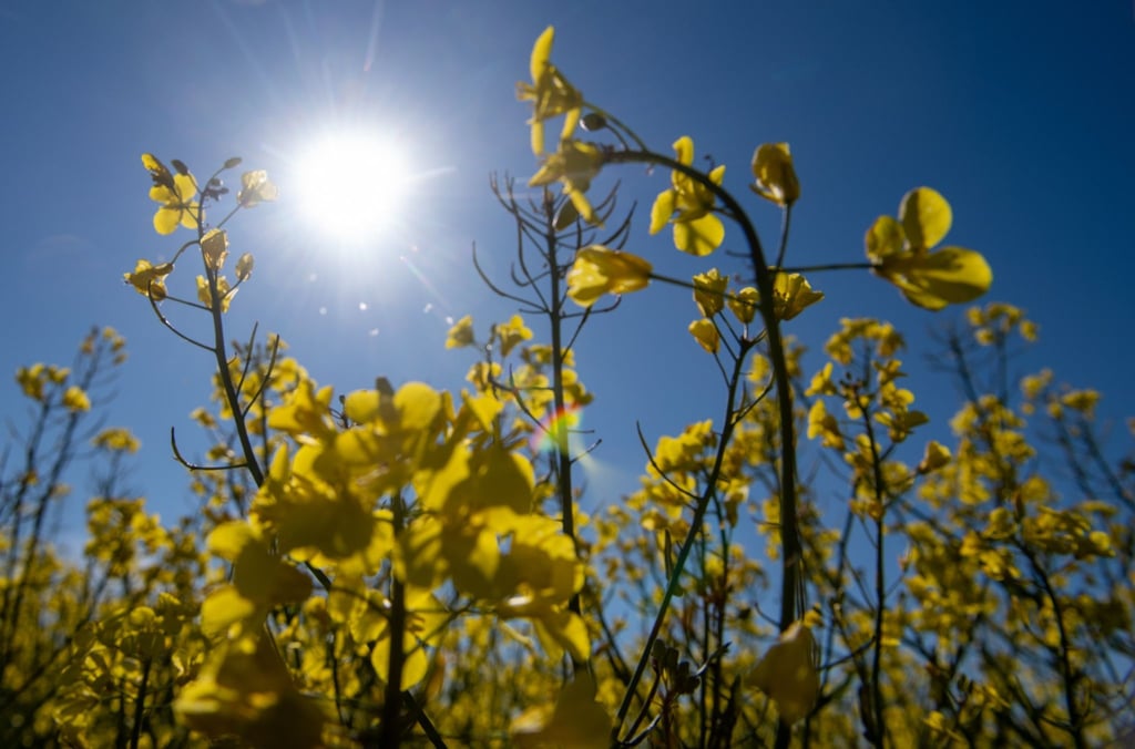 Die Sonne scheint hinter blühendem Raps vom blauen Himmel.