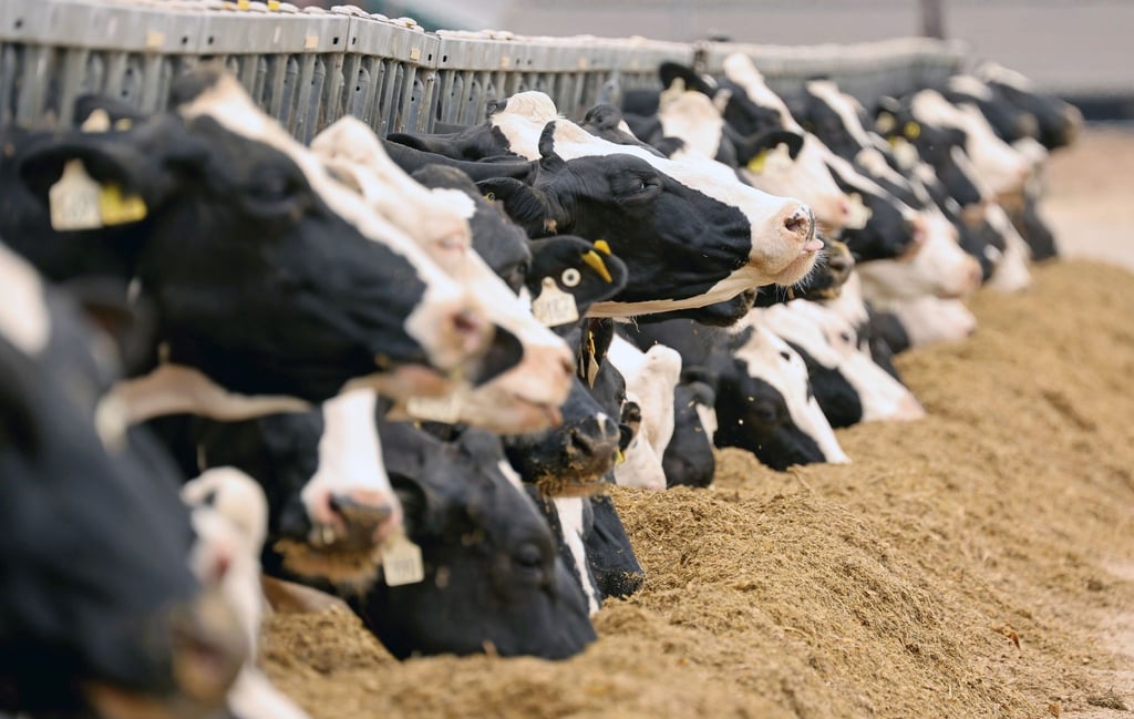 In den USA haben sich Milchkühe mit dem Vogelgrippevirus H5N1 infiziert.