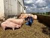 Zutrauliche Tiere: Leicomas sind ruhig und freidlich. Diese Gelassenheit der Schweine, meint Caroline Uwland, schmecke man auch. 