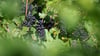 Trauben der Sorte Frühburgunder hängen kurz vor der Lese im Weinberg des Weinguts Bad Sulza.