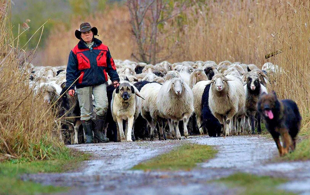 Ein Foto aus guten Tagen: Schäfermeisterin Kathleen Bauschke mit ihrer Herde.