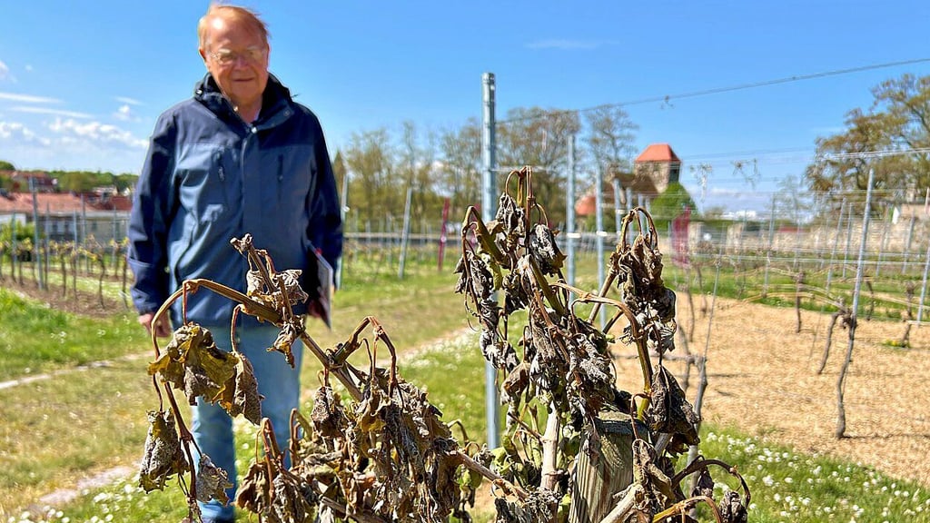 Dieter Orzessek betrachtet ernüchtert die braun-schwarzen Blätter, die schlaff an den Weinstöcken auf dem Weinberg der Hochschule Anhalt in Bernburg hängen.