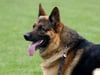 Dieses Symbolfoto zeigt einen Deutschen Schäferhund. In Weißenfels im Burgenlandkreis haben jüngst zwei Beißvorfälle mit angeleinten Hunden Ermittlungen der Polizei wegen fahrlässiger Körperverletzung ausgelöst.