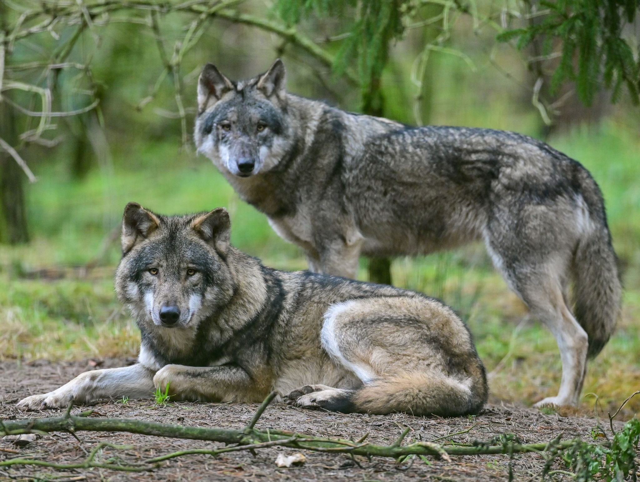 Tiere: Dackel in Brandenburg mutmaßlich von Wolf angegriffen