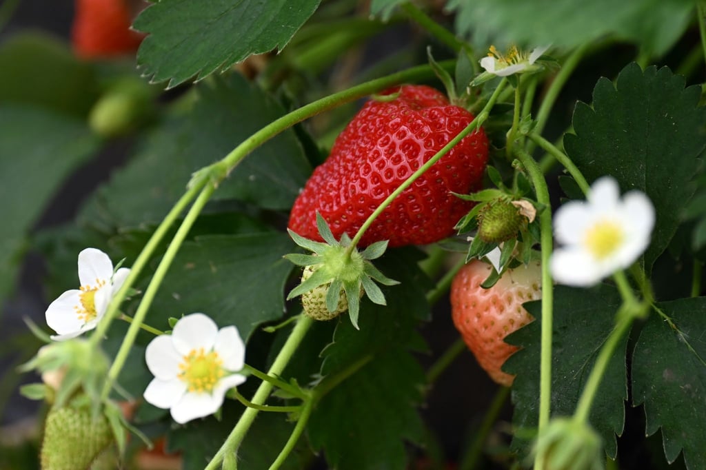Reife Erdbeeren hängen in einem Folientunnel an den Erdbeerpflanzen.