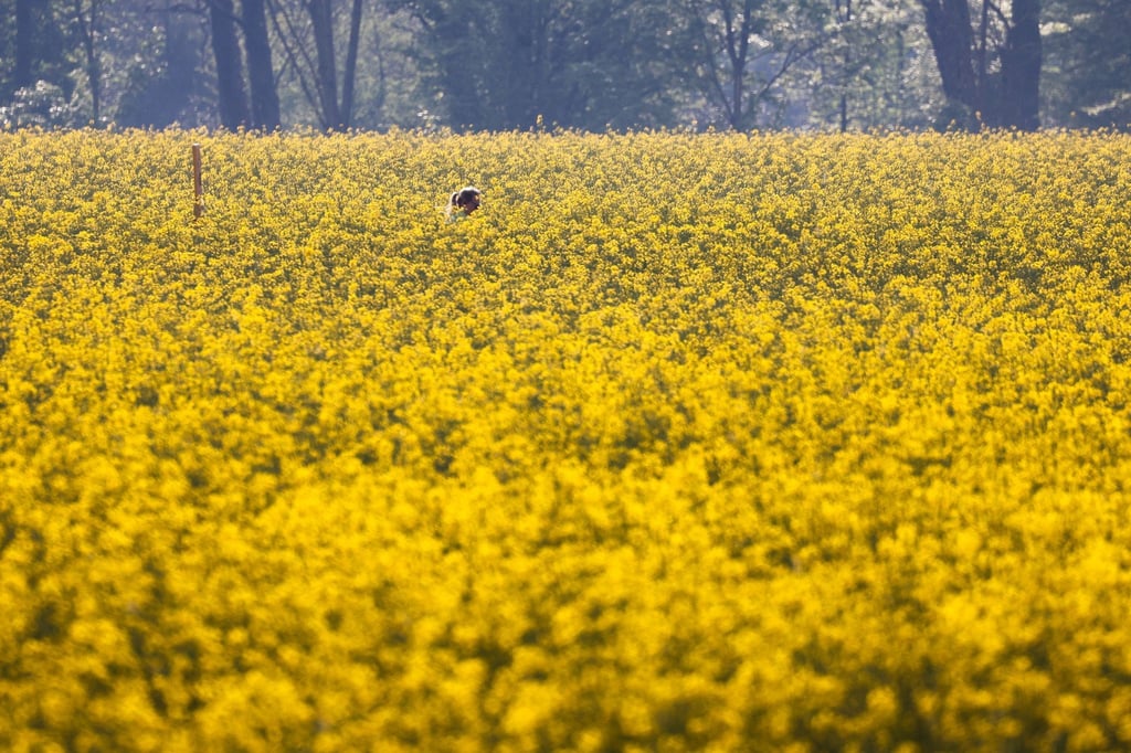 Ein Rapsfeld im Sonnenschein.