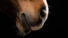 Das Maul eines Pferdes, fotografiert bei einem Vorschautermin für eine Pferdemesse.