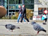 Tauben bestimmen das Bild auf  dem Willy-Brandt-Platz in Magdeburg mit.