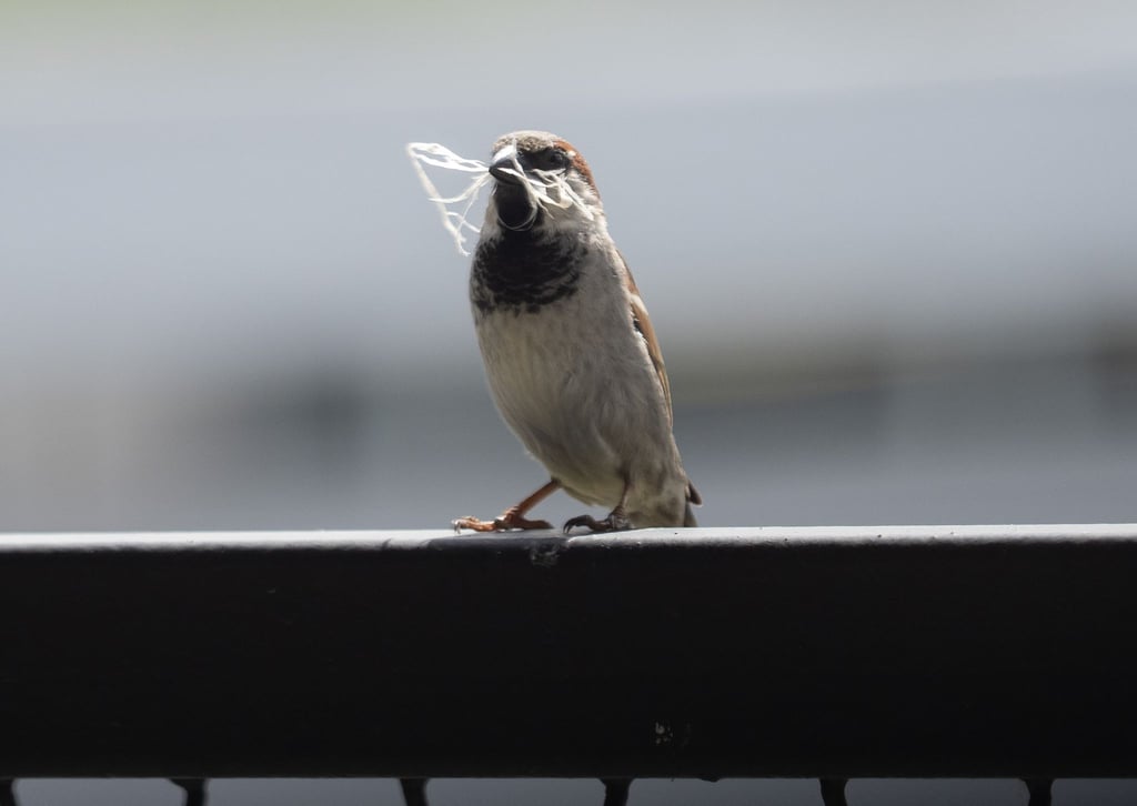 In manchen Städten ist der Spatz auf dem Rückzug.