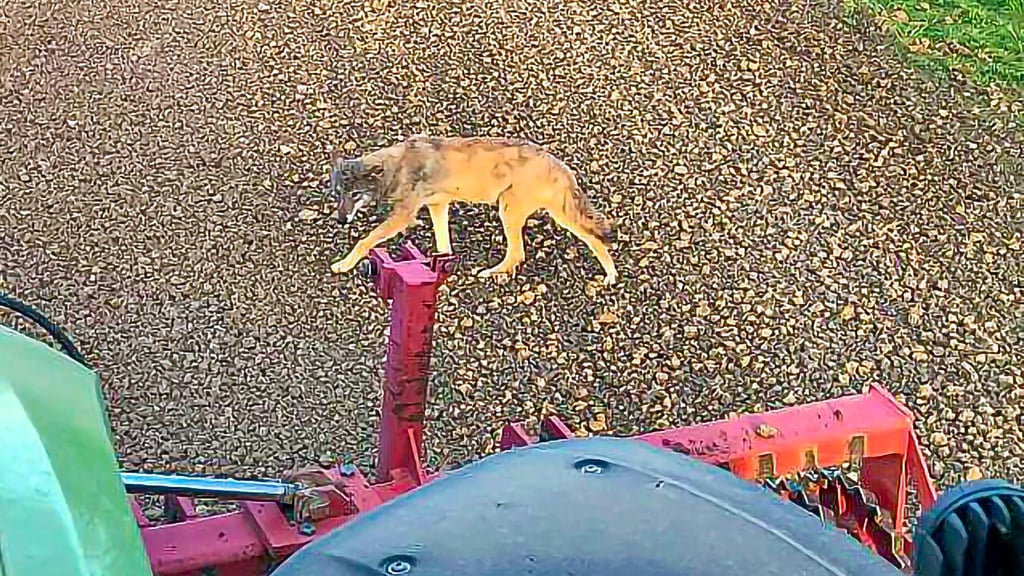 Ein Wolf in unmittelbarer Nähe zu einer Agrarmaschine oberhalb von Veltheim am 12. April.
