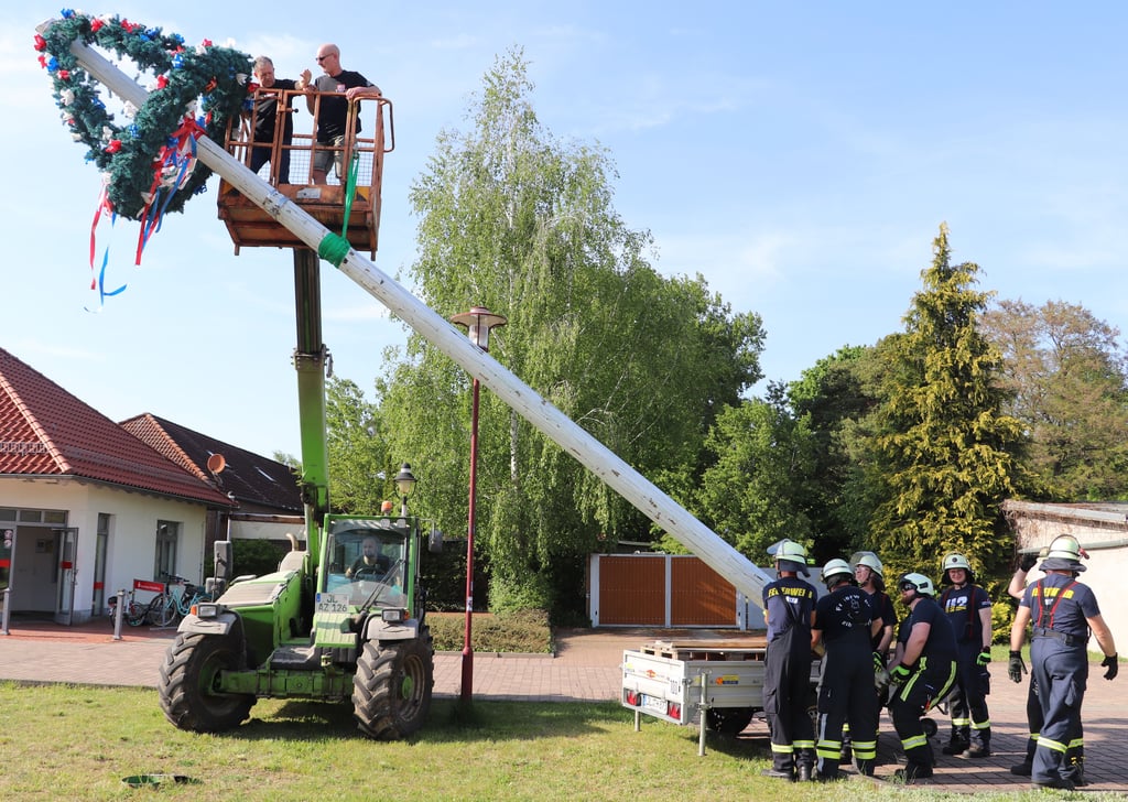 Mit Unterstützung von Kameraden der Güsener Ortsfeuerwehr und Technik der Zerbener Agrargenossenschaft wurde der Maibaum auf dem Marktplatz in Güsen aufgestellt.