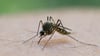 Die Niederschläge zum Jahresbeginn bieten aus Sicht eines Experten gute Voraussetzungen für Stechmücken in Thüringen.