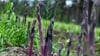 Purpurspargel wächst auf einem Feld vom Jakobs-Hof Beelitz.