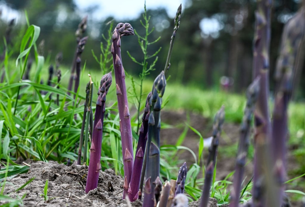 Purpurspargel wächst auf einem Feld vom Jakobs-Hof Beelitz.